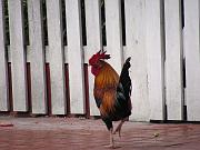 One of the (Many) Key West Chickens
