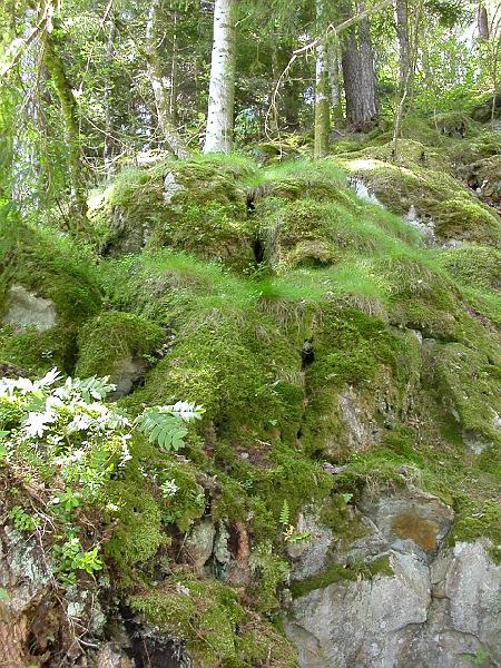 DSCN4609Lysjoen.JPG - Mossy, rocky woods near Bergen