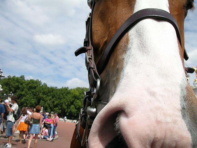 DSCN4980LondonChangingGuardsAlfie.JPG - Alfie, the horse (Changing of the Guards)