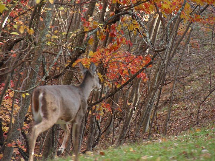 DSCN3099.JPG - Deer in the road.  (Keep going, it gets better.)