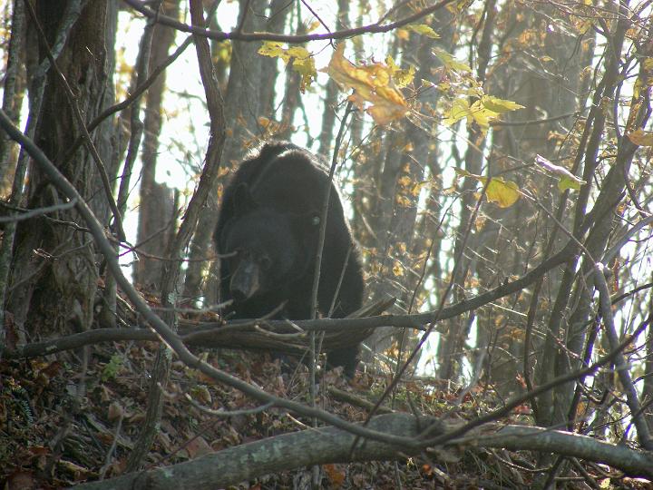 DSCN3111.JPG - Bear on the side of the road