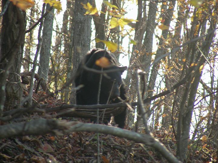 DSCN3112.JPG - Bear on the side of the road