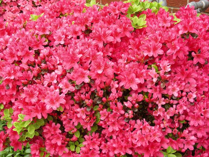 DSCN1907.gif - Azaleas