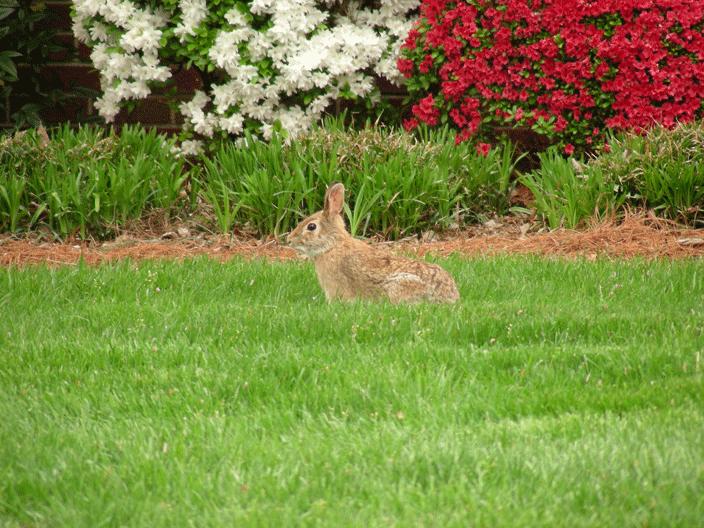 DSCN1909.gif - Neighborhood rabbit