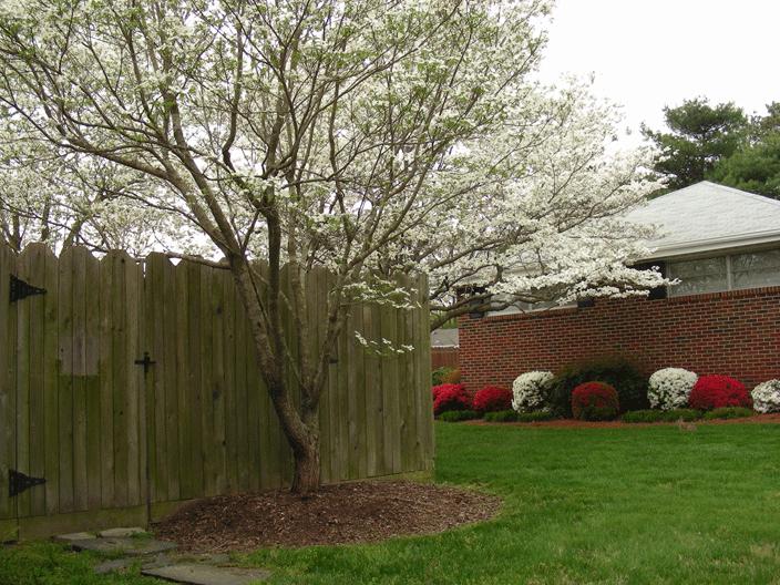 DSCN1910.gif - Our neighbor's azaleas looked like candy!