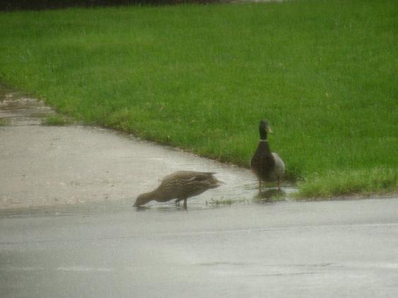 DSCN1943.gif - Neighborhood ducks in the rain