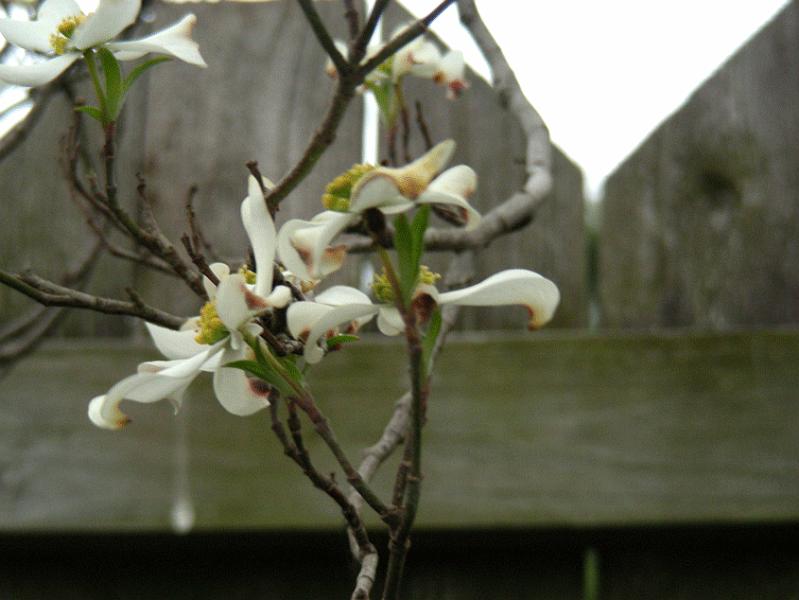 Dogwood.gif - Dogwood