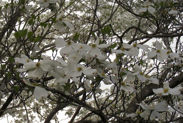 DogwoodCherry.gif - Dogwood with neighbor's cherry tree in background