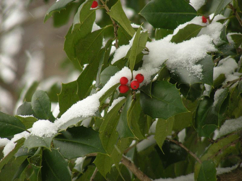 DSCN3455.gif - Our January snow