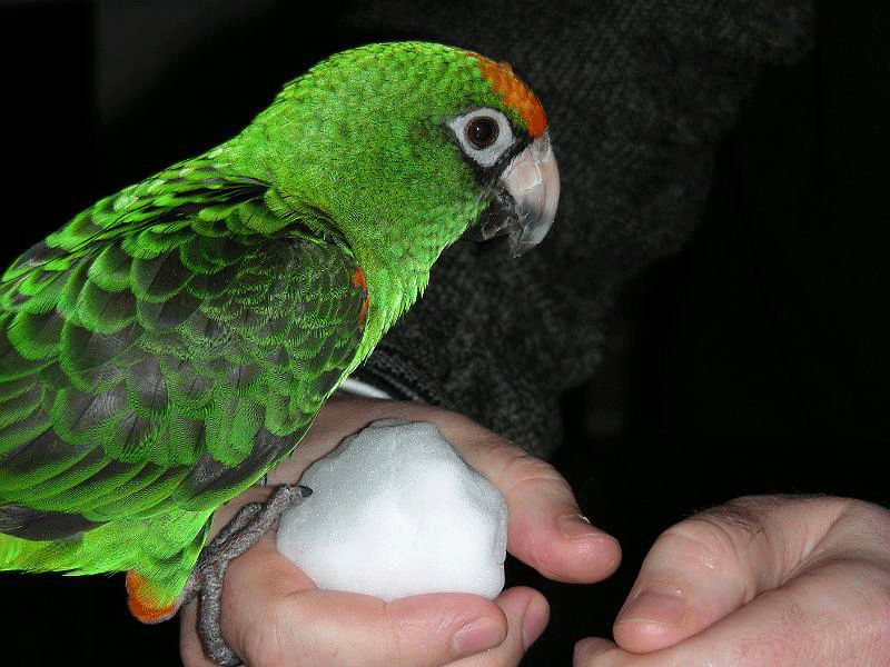 DSCN3489.gif - Holly's first snowball