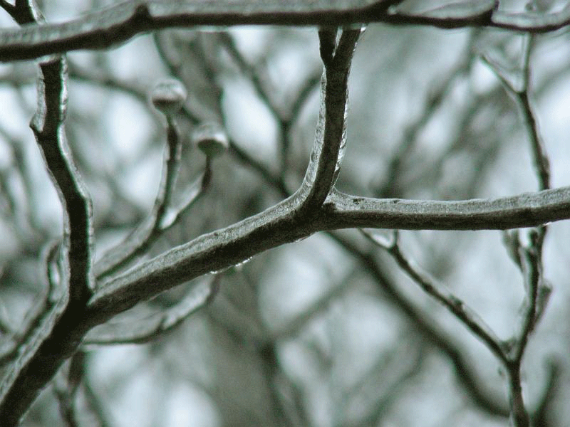 DSCN3500.gif - Ice in the trees