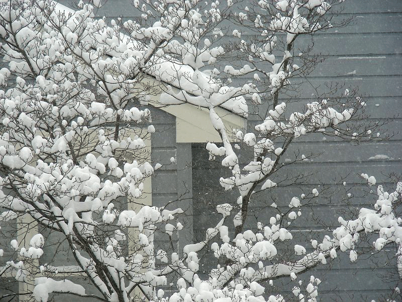 DSCN3542.gif - Look, a cottonball tree!