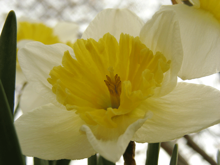 DSCN3677.gif - The much-anticipated daffodil