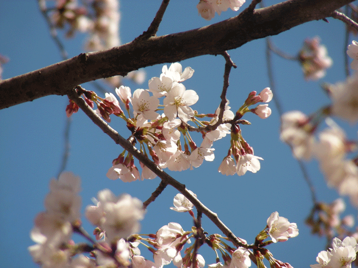 DSCN3786.gif - Cherry blossoms