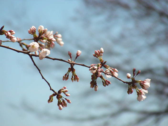 DSCN3787.gif - Cherry blossoms