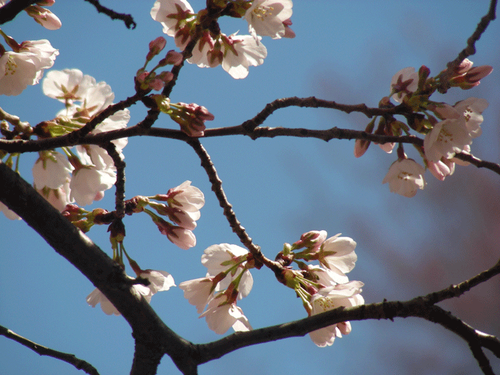 DSCN3789.gif - Cherry blossoms