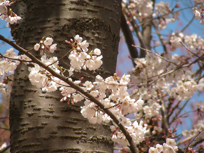 DSCN3790.gif - Cherry blossoms