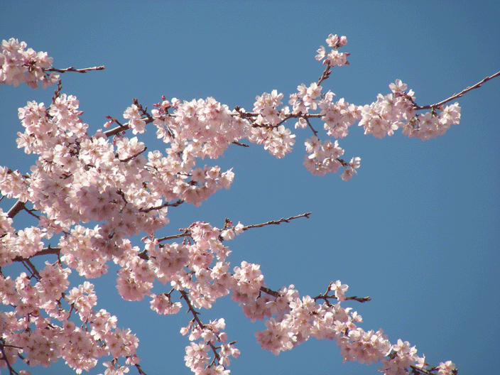 DSCN3801.gif - Cherry blossoms