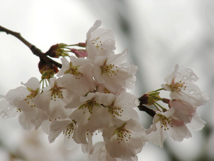 DSCN3823.gif - Cherry blossoms