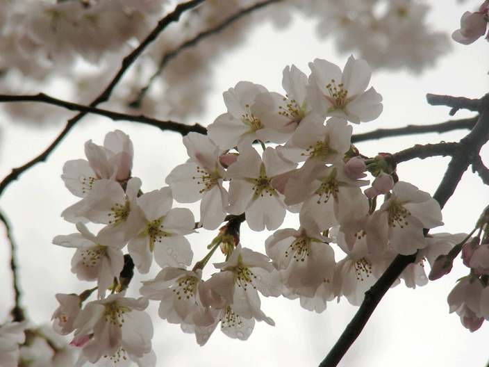 DSCN3827.gif - Cherry blossoms near home