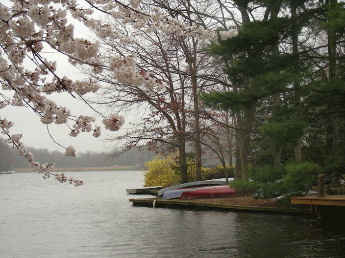 DSCN3833.gif - Our lake is begining to spring to life, even in the rain