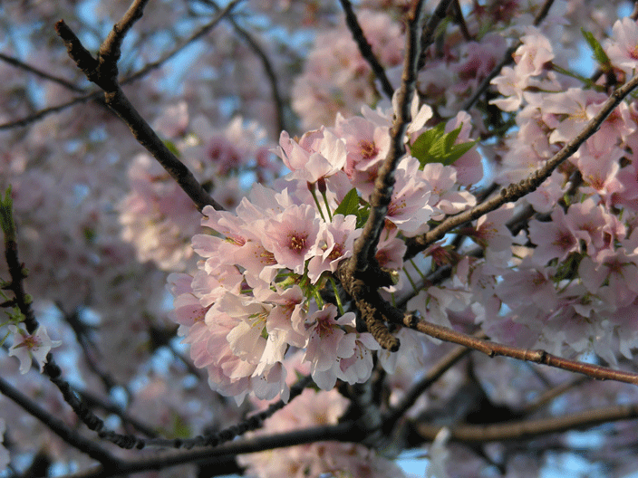 DSCN3843.gif - Cherry blossoms