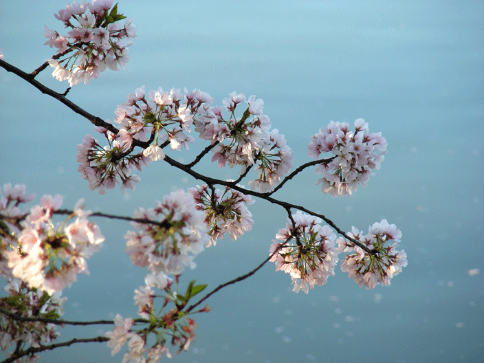 DSCN3855.gif - Cherry blossoms