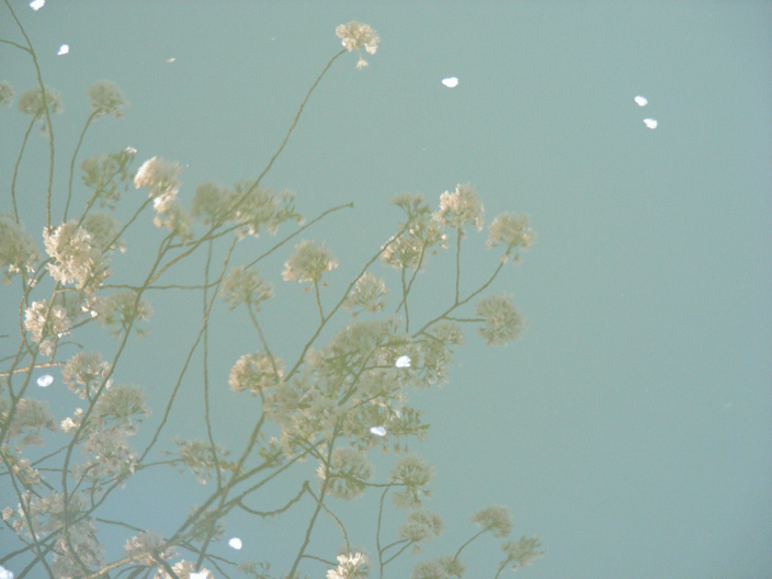 DSCN3856.gif - Cherry blossoms reflected in the Tidal Basin