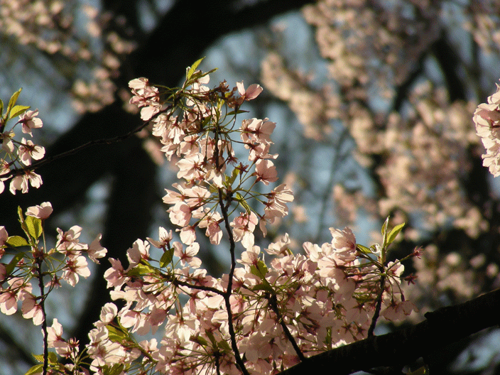 DSCN3866.gif - Cherry blossoms in DC