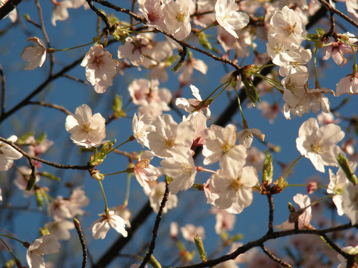 DSCN3870.gif - Cherry blossoms