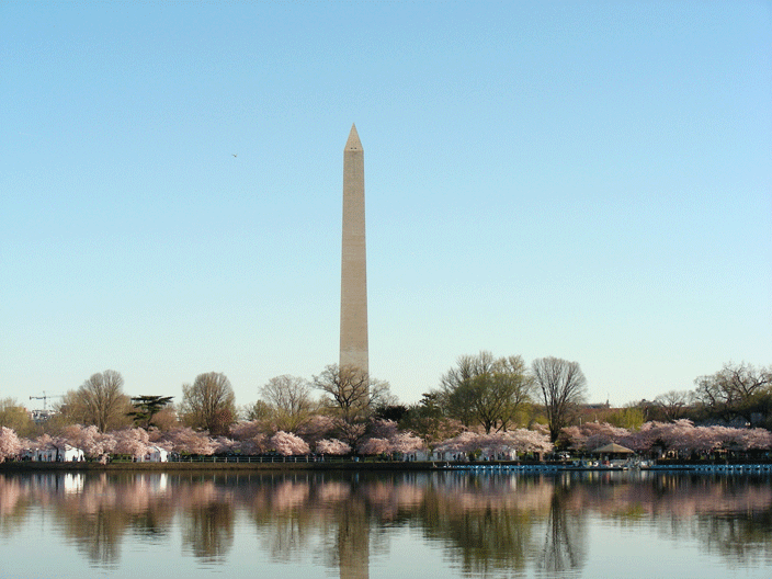 DSCN3871.gif - Washington Memorial and cherry blossoms