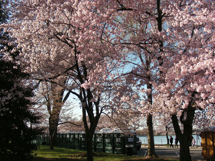 DSCN3889.gif - For when you "gotta go" during the Cherry Blossom Festival