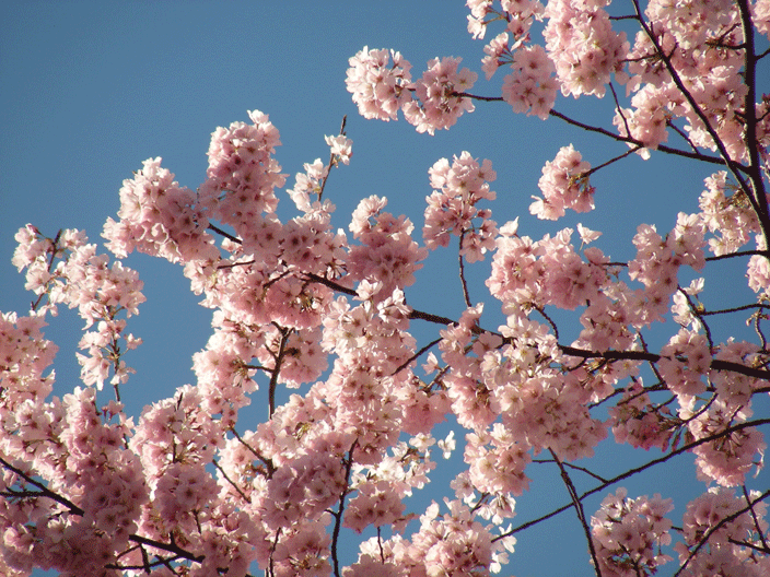 DSCN3895.gif - Cherry blossoms