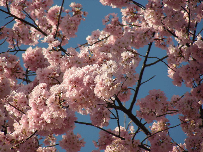 DSCN3896.gif - Cherry blossoms