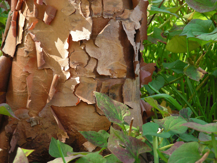 DSCN2958.gif - In the Smithsonian Gardens (Oct '08)